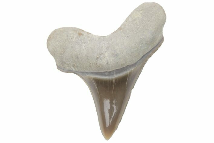 Fossil Ginsu Shark (Cretoxyrhina) Tooth - Kansas #219175